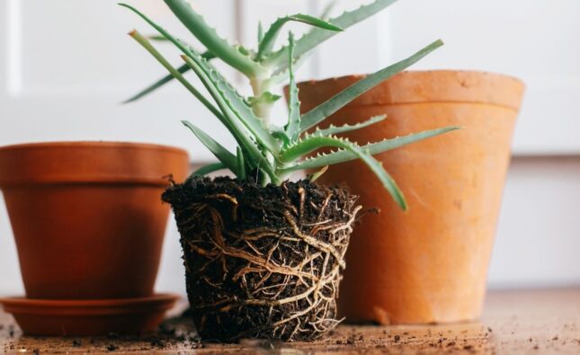 Aloe Vera Yaprağı Nasıl Köklendirilir