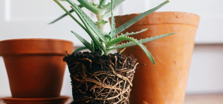 Köksüz Aloe Vera Yaprağı Nasıl Köklendirilir?